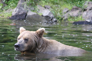 Alaska Bear Viewing.jpg
